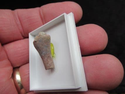 Trimerorhachis Insignis