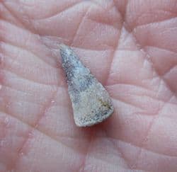 Trimerorhachis Insignis  Labyrinthodont amphibian tooth
