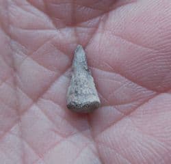 Trimerorhachis Insignis  Labyrinthodont amphibian tooth