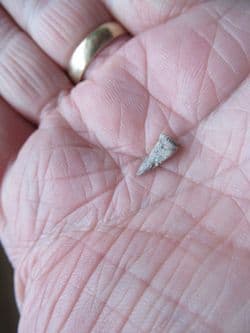 Trimerorhachis Insignis  Labyrinthodont amphibian tooth