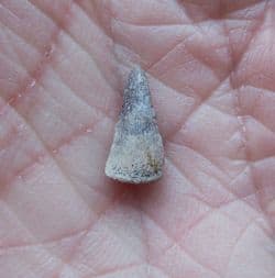 Trimerorhachis Insignis  Labyrinthodont amphibian tooth
