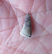 Trimerorhachis Insignis  Labyrinthodont amphibian tooth