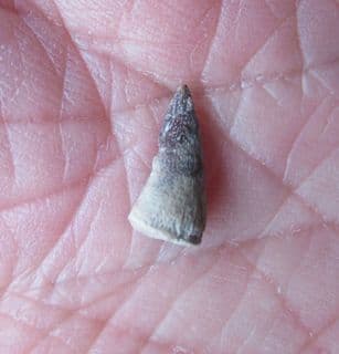 Trimerorhachis Insignis  Labyrinthodont amphibian tooth