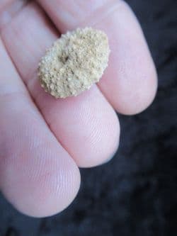 Trochotiara depressa (Agassiz)