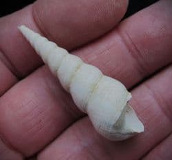 Turritella  Terebralis (Lamark)