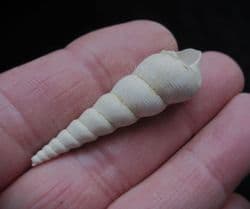 Turritella  Terebralis (Lamark)