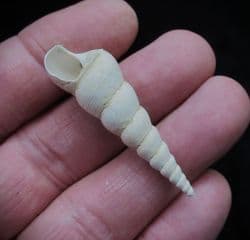 Turritella  Terebralis (Lamark)