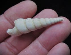Turritella  Terebralis (Lamark)