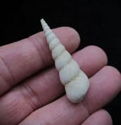 Turritella  Terebralis (Lamark)