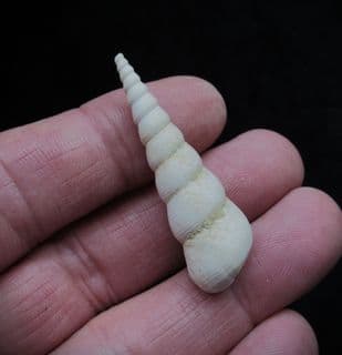 Turritella Terebralis (Lamark)