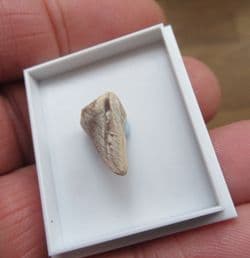 Turtle claw from the Bone valley deposits