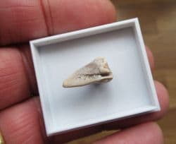 Turtle claw from the Bone valley deposits