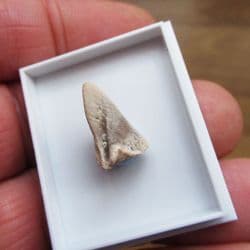 Turtle claw from the Bone valley deposits