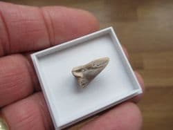 Turtle claw from the Bone valley deposits