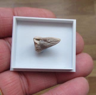Turtle claw from the Bone valley deposits