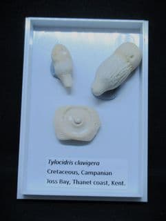 Tylocidaris clavigera (Mantell, 1822)