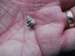 Typhis pongens spiny sea snail from the Barton beds