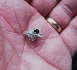 Typhis pongens spiny sea snail from the Barton beds