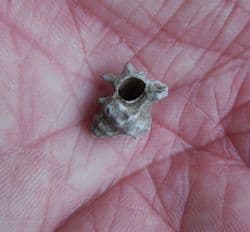 Typhis pongens spiny sea snail from the Barton beds