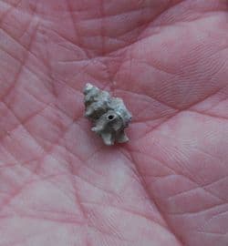 Typhis pongens spiny sea snail from the Barton beds