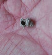 Typhis pongens spiny sea snail from the Barton beds