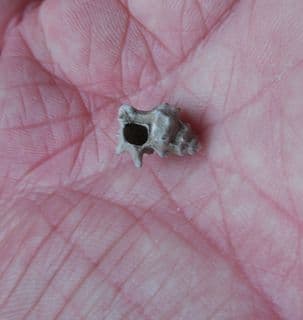 Typhis pongens spiny sea snail from the Barton beds