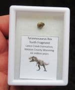 Tyrannosaurus rex Tooth Fragment from Wyoming