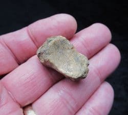 Ursus deningeri Scaphoid 