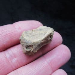 Ursus deningeri Scaphoid 
