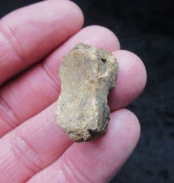 Ursus deningeri Scaphoid 