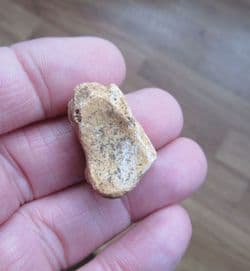 Ursus spelaeus  Cave bear Carpal bone