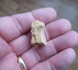 Ursus spelaeus  Cave bear Carpal bone