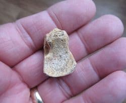 Ursus spelaeus  Cave bear Carpal bone