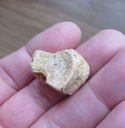 Ursus spelaeus  Cave bear Carpal bone