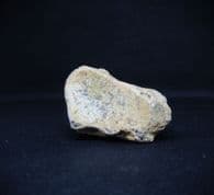 Ursus spelaeus  Cave bear Carpal bone