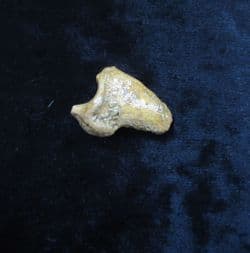 Ursus spelaeus Cave bear claw