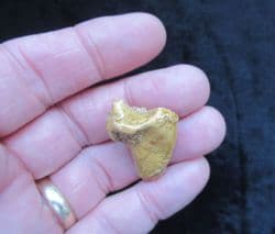 Ursus spelaeus Cave bear claw