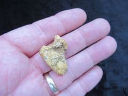 Ursus spelaeus Cave bear claw