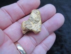 Ursus spelaeus Cave bear claw
