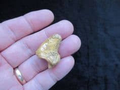 Ursus spelaeus Cave bear claw