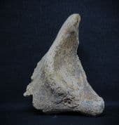 Ursus spelaeus  "Cave bear pelvic region"