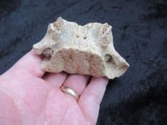 Ursus spelaeus  Cave bear  Vertebra