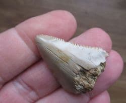 Very affordable Meg tooth!