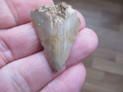 Very affordable Meg tooth!