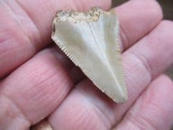 Very affordable Meg tooth!