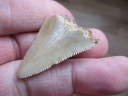 Very affordable Meg tooth!