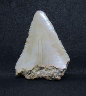 Very affordable Meg tooth!