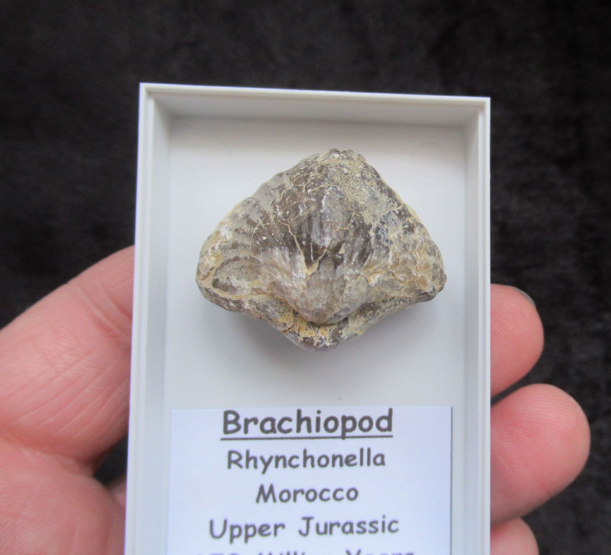 Very Large Quadratirhynchia cf attenuata