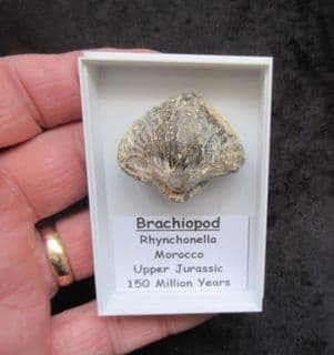 Very Large Quadratirhynchia cf attenuata