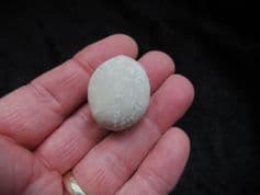 Vologesia ovum (Grateloup)